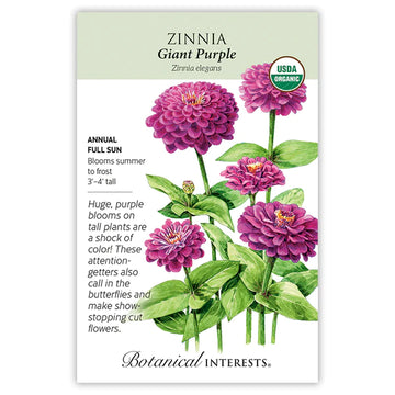 Zinnia 'Giant Purple'