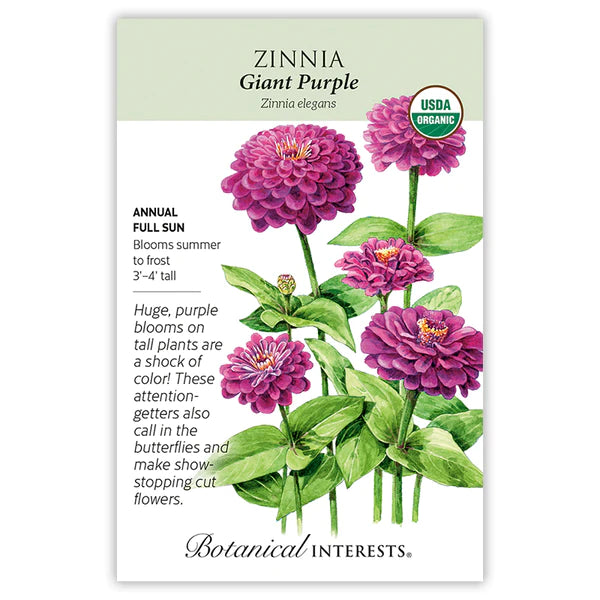 Zinnia 'Giant Purple'