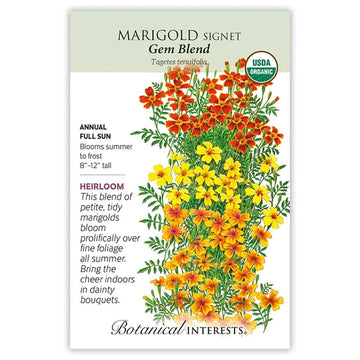 Marigold Signet 'Gem Blend'
