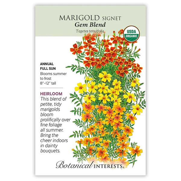 Marigold Signet 'Gem Blend' | Pesches Flowers & Garden Center