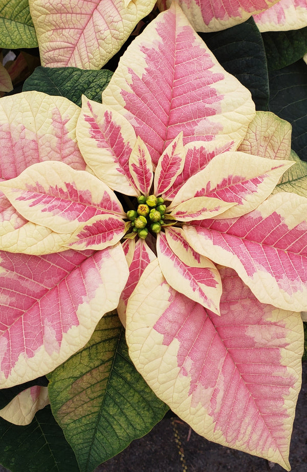 Poinsettia 4.5"