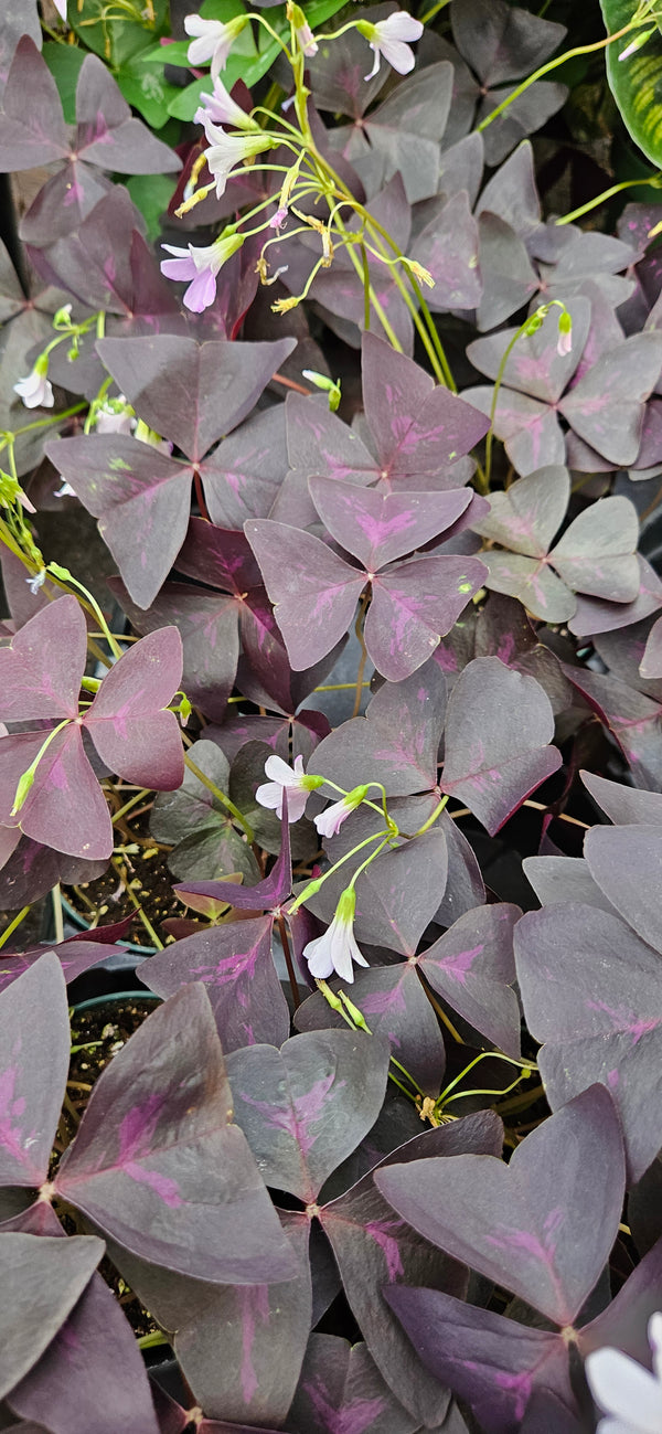 Shamrock Plant