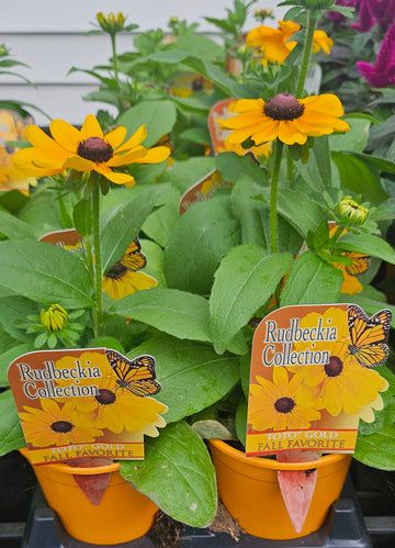 Rudbeckia 'Toto Gold'