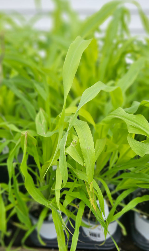 Ornamental Millet 'Jade Princess'
