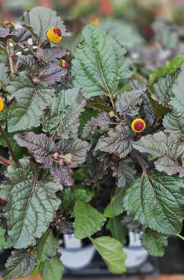 Spilanthes Peek-A-Boo