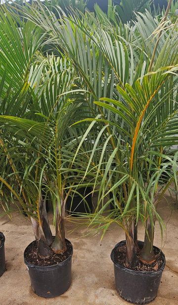 Spindle Palm