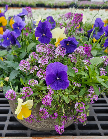 Pansy Mixed Bowl