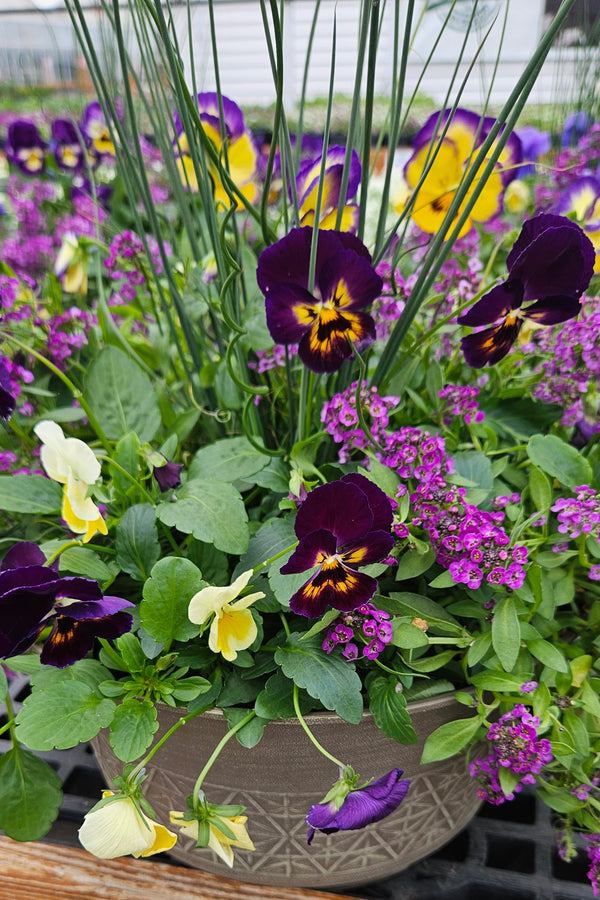 Pansy Mixed Bowl