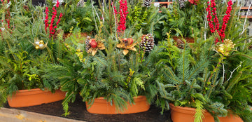 Holiday Window Box Planter