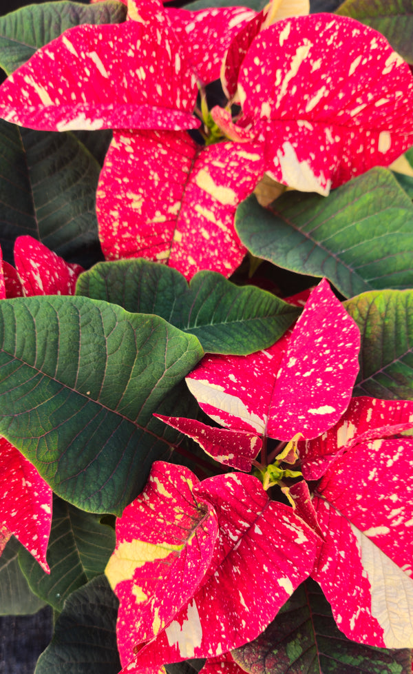 Poinsettia 4.5"