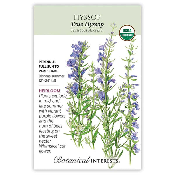 Hyssop 'True Hyssop'