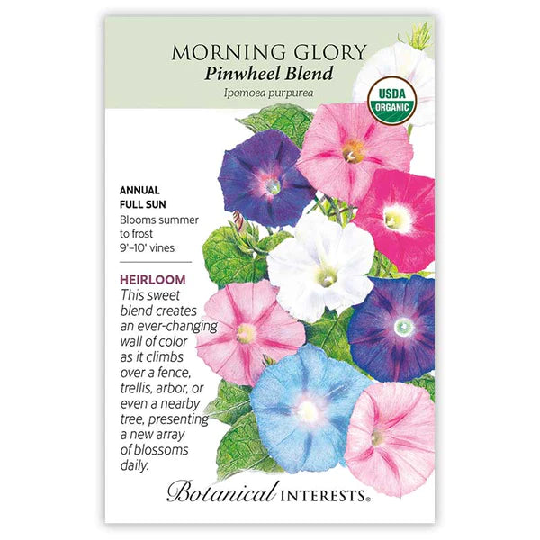 Morning Glory 'Pinwheel Blend'