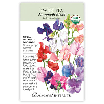 Sweet Pea 'Mammoth'