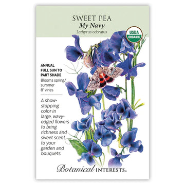 Sweet Pea 'My Navy'