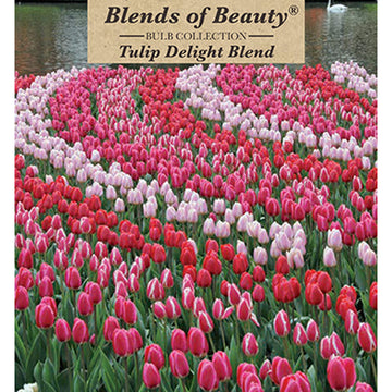 Blends of Beauty Tulip 'Delight Blend'