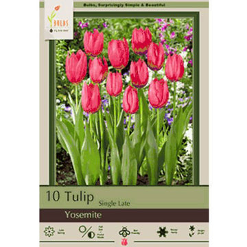 Tulip 'Yosemite'
