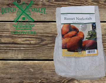 Potatoes 'Russet  Norkotah'