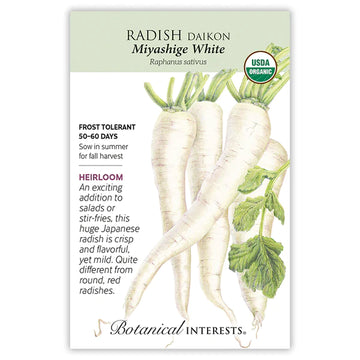 Radish 'Miyashige White Daikon'