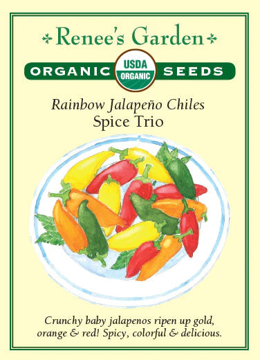 Pepper Chile 'Rainbow Jalapeño Spice Trio'