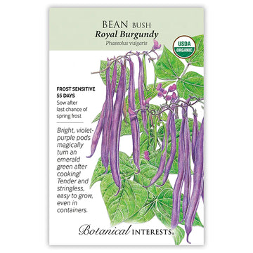 Bean Bush 'Royal Burgundy'