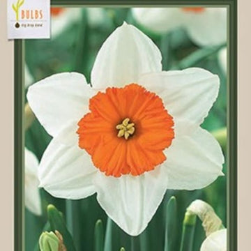 Daffodil Narcissus 'Professor Einstein'