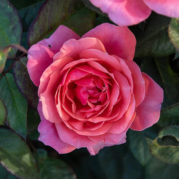 Rose 'Miss Manners'