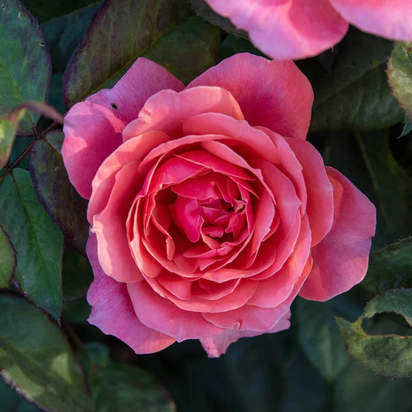 Rose 'Miss Manners'