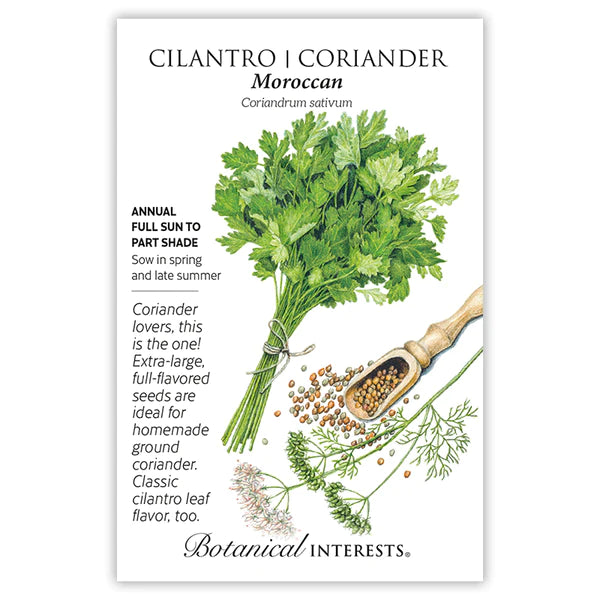 Cilantro/Coriander 'Moroccan'