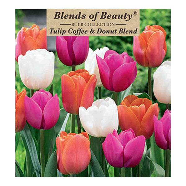 Blends of Beauty Tulip 'Coffee & Donut Mixture'