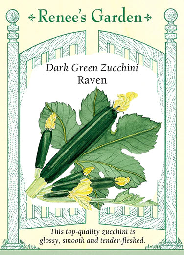 Squash 'Raven' Dark Green Zucchini