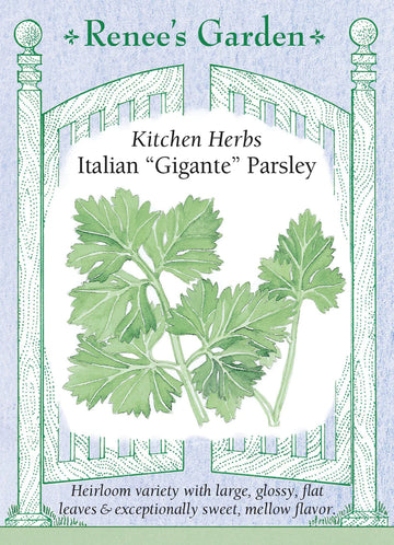 Parsley 'Italian Gigante'
