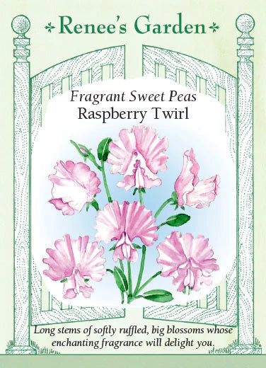 Sweet Peas 'Raspberry Twirl'