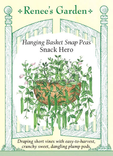 can you plant sweet peas in hanging baskets Pea 'Snack Hero'