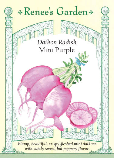Radish 'Daikon Radish' Mini Purple