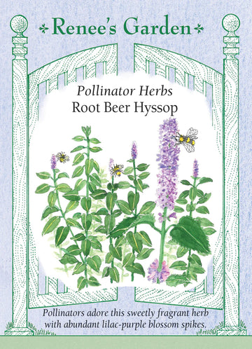 Hyssop 'Root Beer'