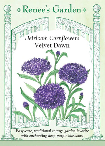 Cornflower 'Velvet Dawn'