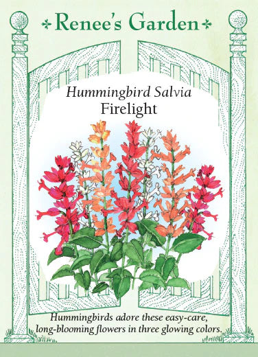 Salvia 'Firelight Mix' Hummingbird Salvia