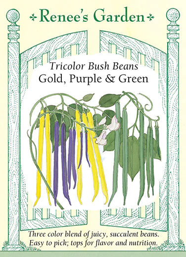 Bean Bush 'Tricolor Gold, Purple & Green'