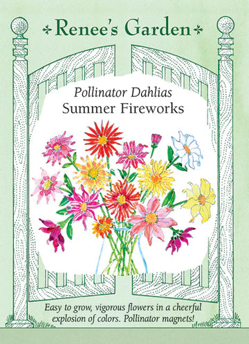 Dahlia 'Summer Fireworks'