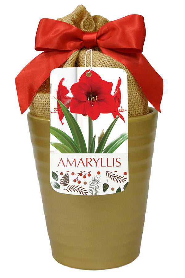 Amaryllis 'Red Lion' in Gold Ceramic Pot