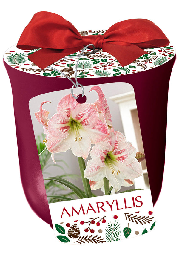 Amaryllis 'Apple Blossom' in Bourdeux Ceramic Pot