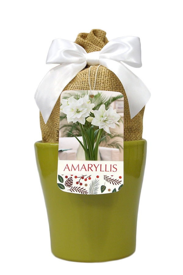 Amaryllis 'White Nymph' in Green Ceramic Pot