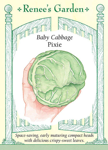 Cabbage 'Pixie'