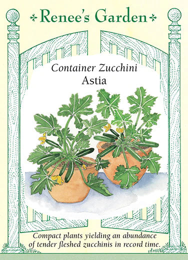 Squash 'Astia' Container Zucchini