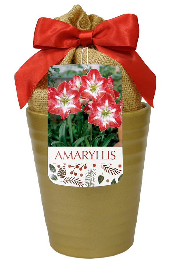 Amaryllis 'Minerva' in Gold Ceramic Pot