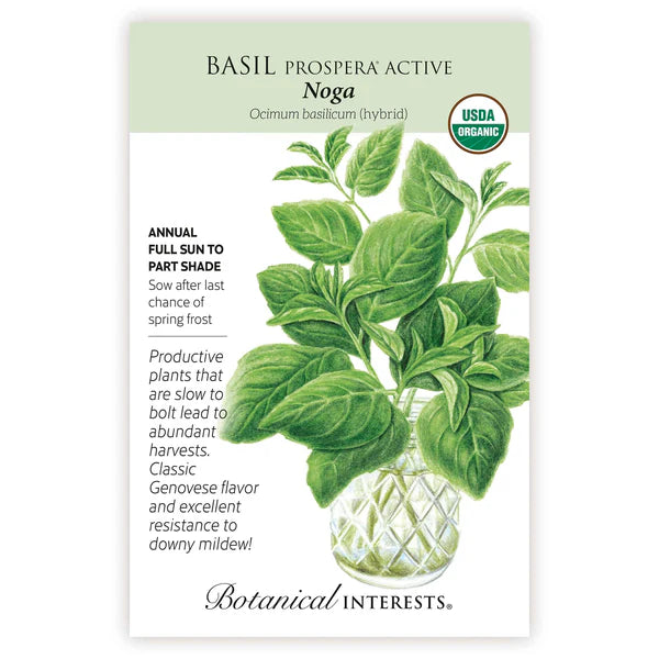 Basil 'Noga'