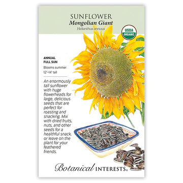 Sunflower 'Mongolian Giant'