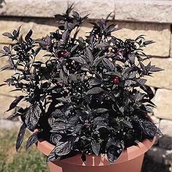 Ornamental Pepper 'Black Pearl'