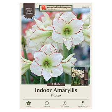 Amaryllis 'Picasso'