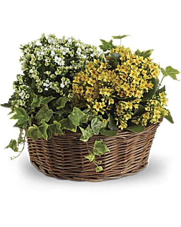 teleflora succulents Teleflora Basket of Joy